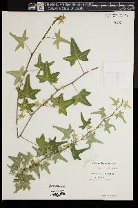 Hedera helix image