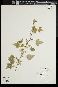 Hedera helix image