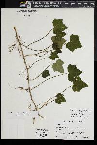 Hedera helix image