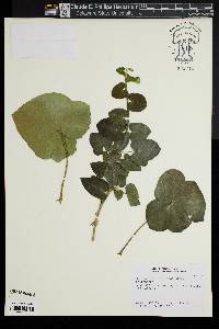 Hedera hibernica image