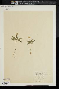 Panax trifolium image