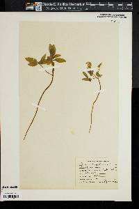 Panax trifolium image