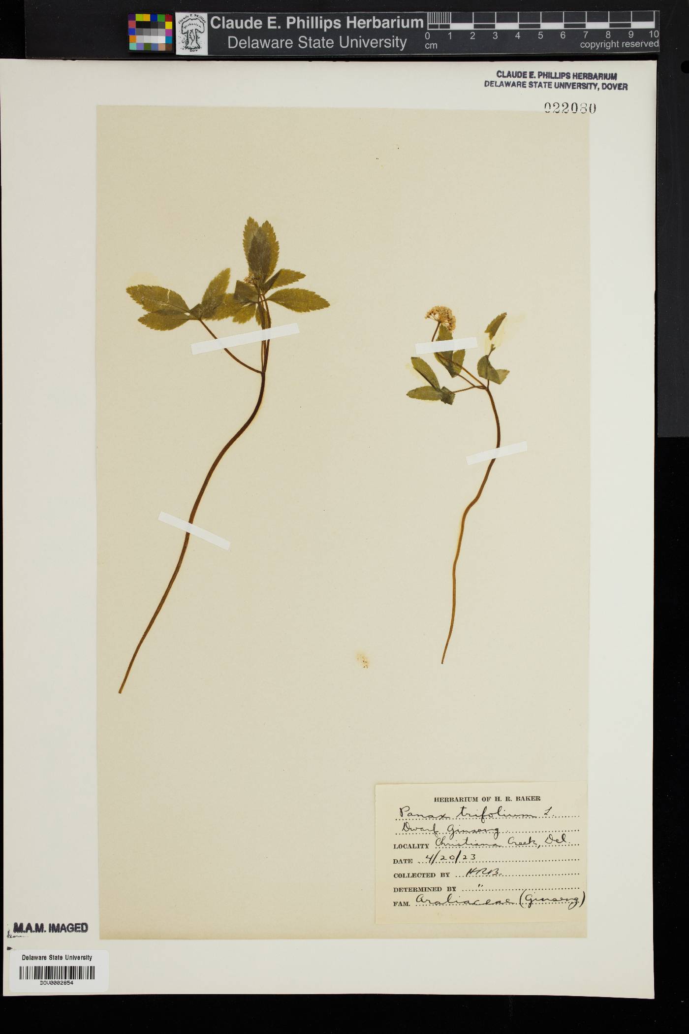 Panax trifolium image