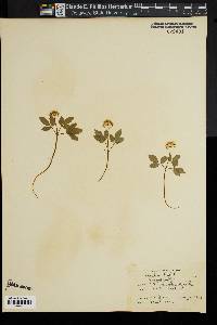 Panax trifolium image