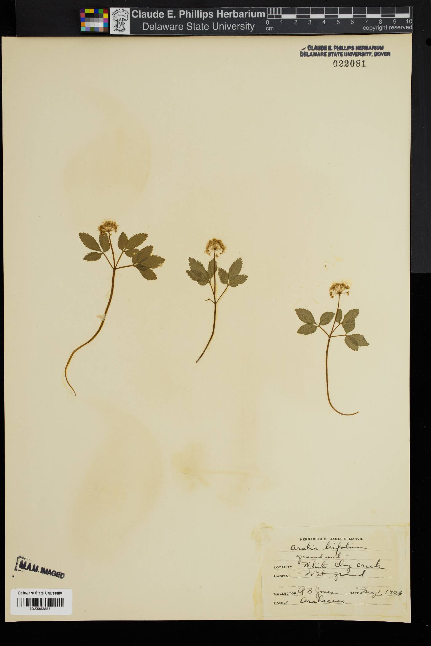 Panax trifolium image