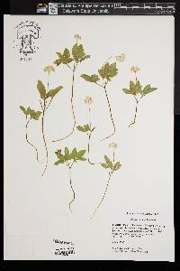 Panax trifolium image