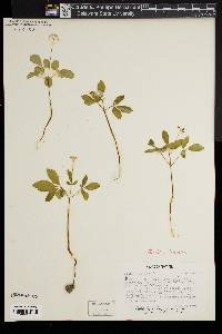 Panax trifolium image