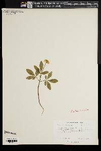 Panax trifolium image