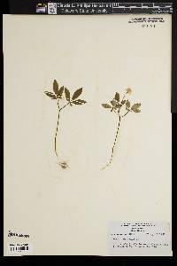 Panax trifolium image