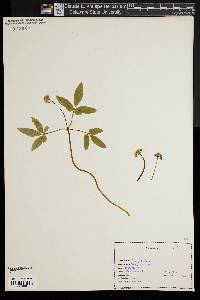 Panax trifolium image