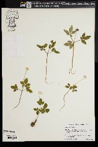 Panax trifolium image