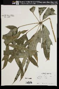 Schefflera actinophylla image