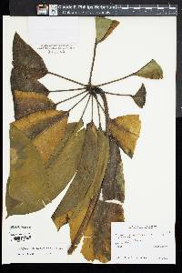 Tupidanthus calyptratus image