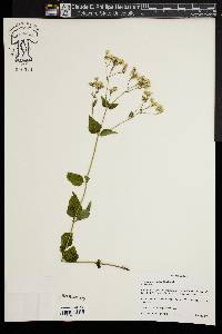 Ageratina aromatica image