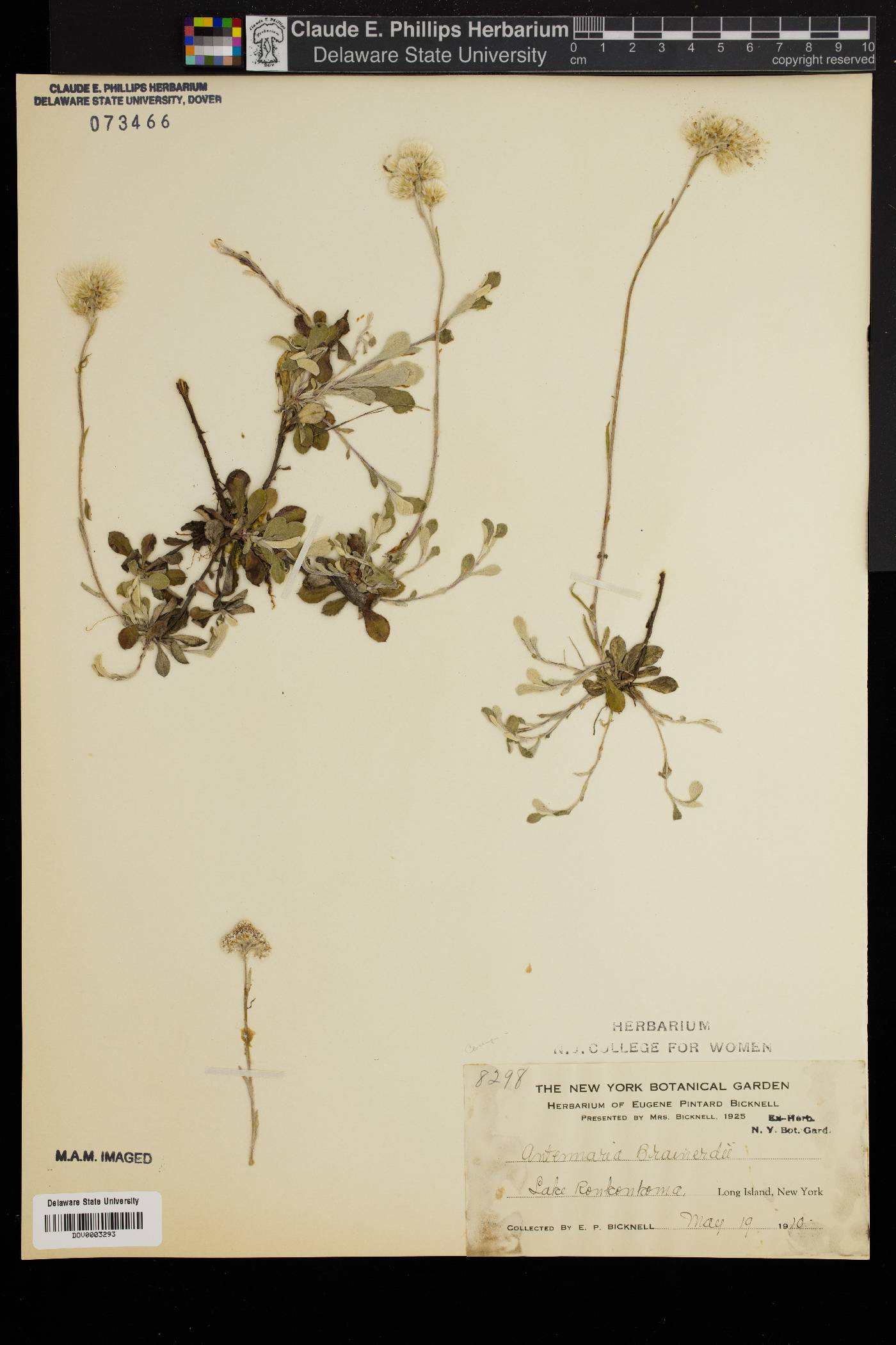 Antennaria brainerdii image