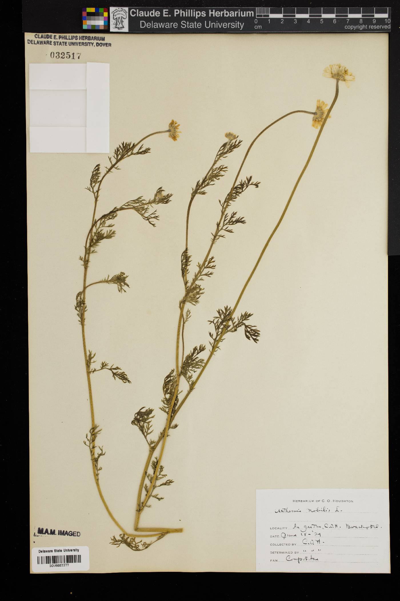 Chamaemelum nobile image