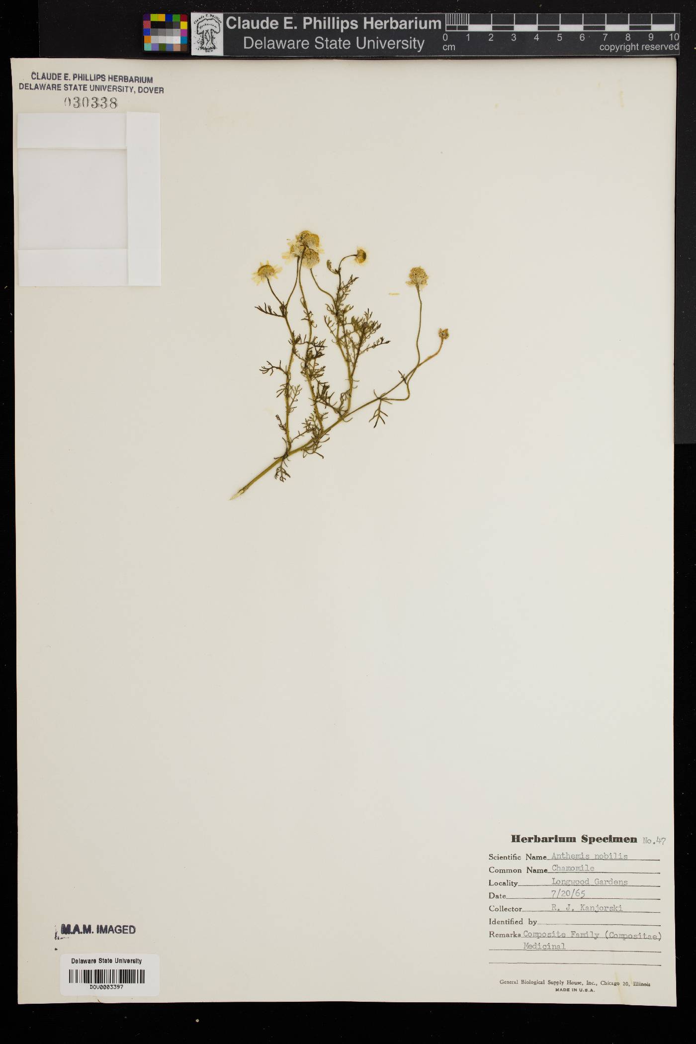 Chamaemelum nobile image