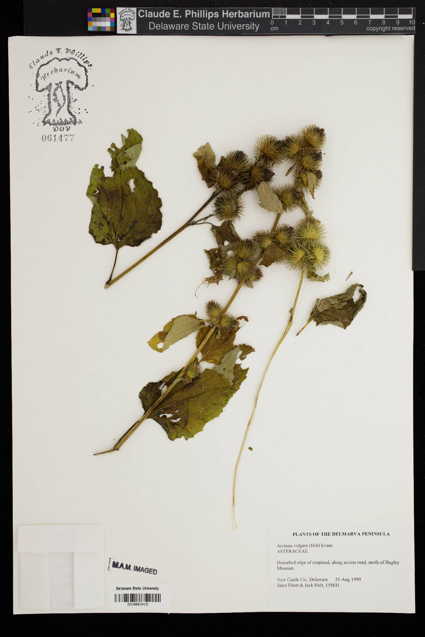 Arctium vulgare image