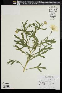 Argyranthemum frutescens image