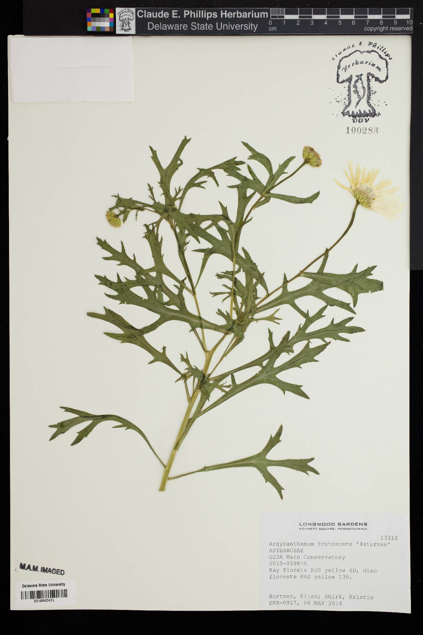 Argyranthemum frutescens image