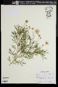 Argyranthemum frutescens image