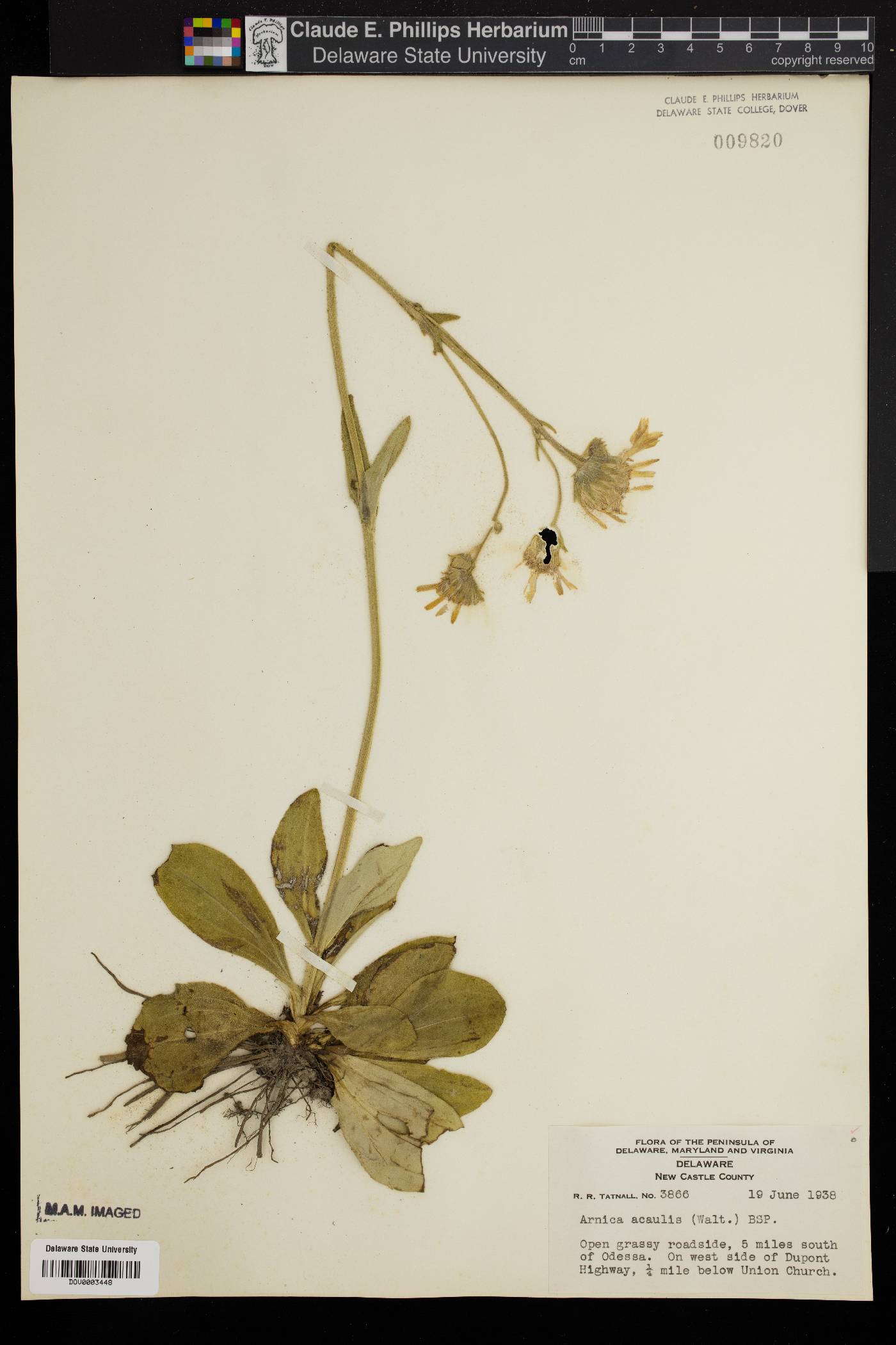 Arnica acaulis image