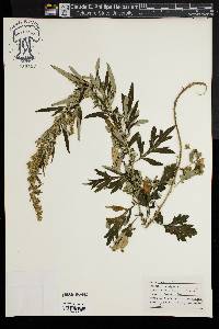 Artemisia vulgaris image