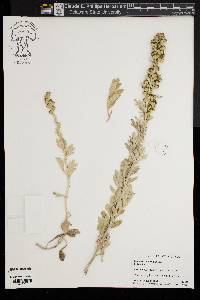 Artemisia stelleriana image