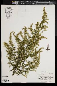 Artemisia vulgaris image