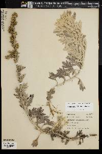 Artemisia stelleriana image