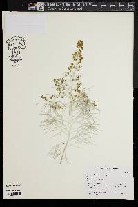 Artemisia mauiensis image