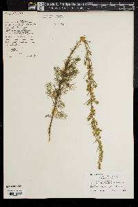 Artemisia abrotanum image