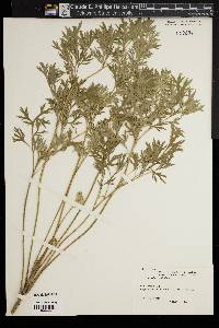 Artemisia absinthium image