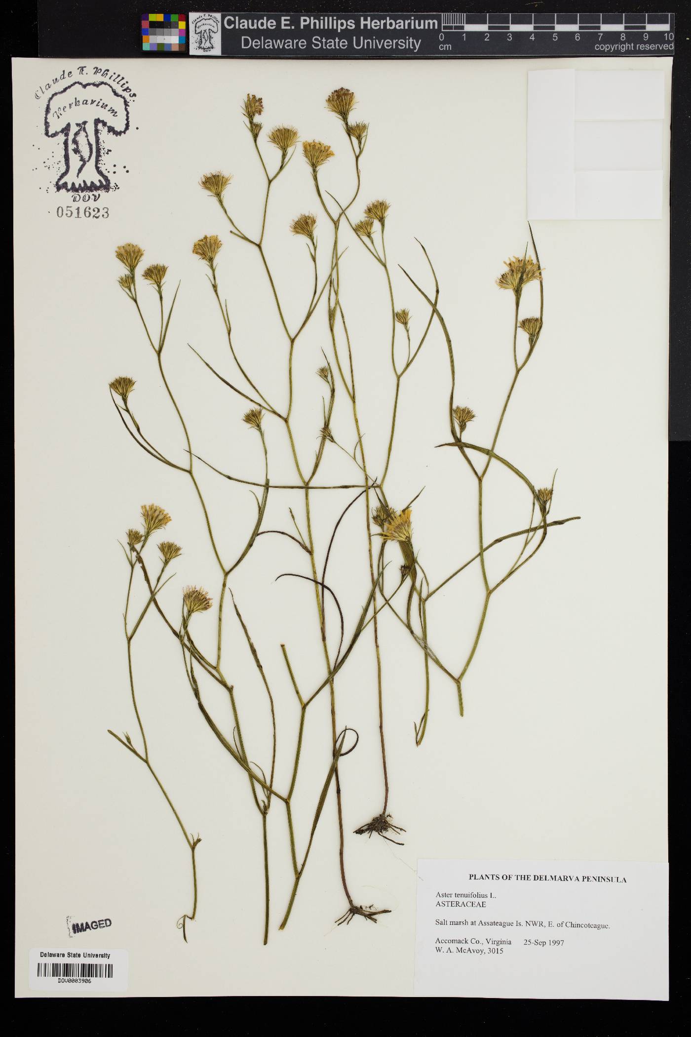 Symphyotrichum tenuifolium image