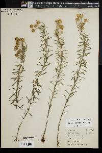 Ionactis linariifolia image