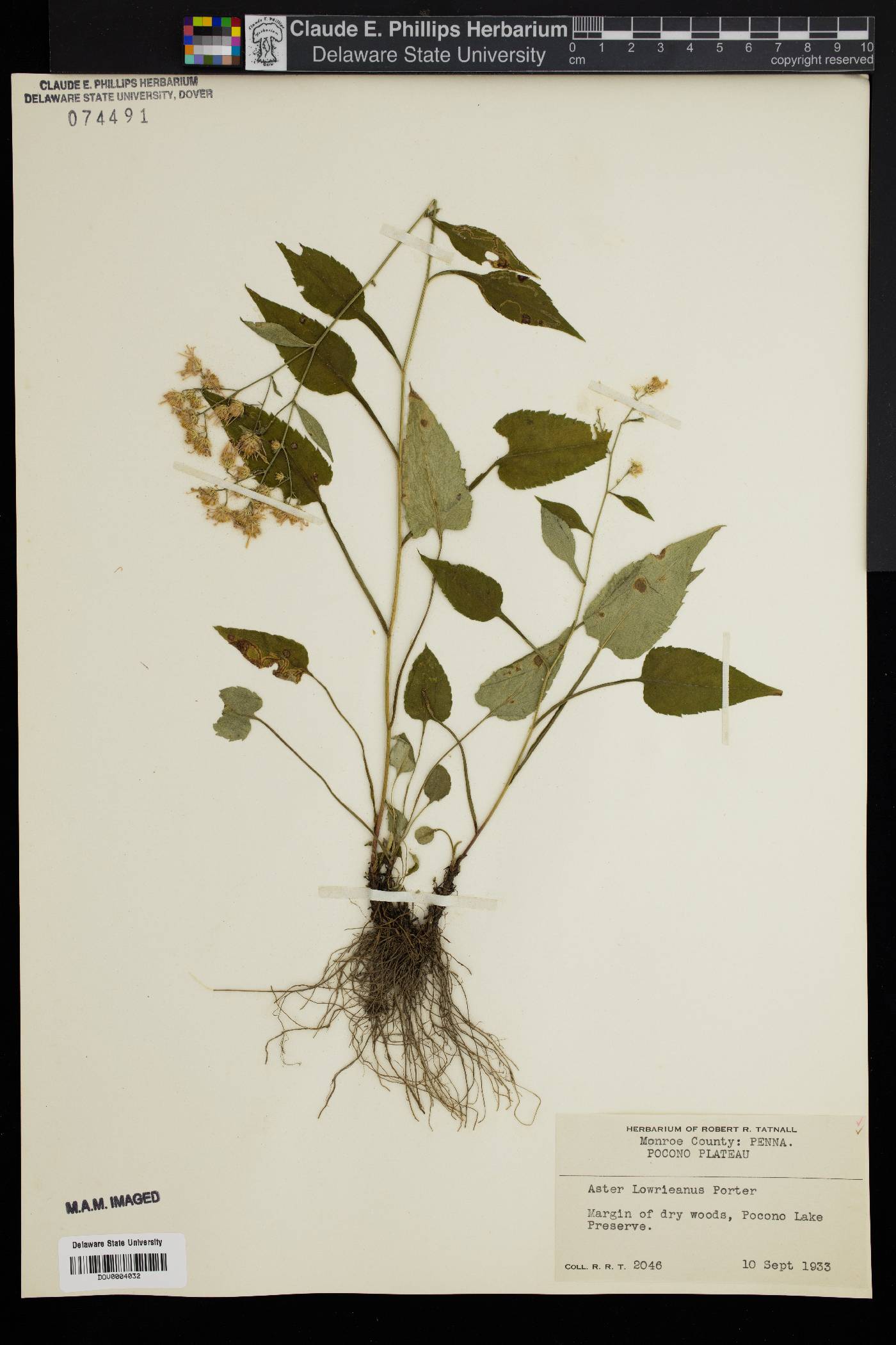 Symphyotrichum lowrieanum image