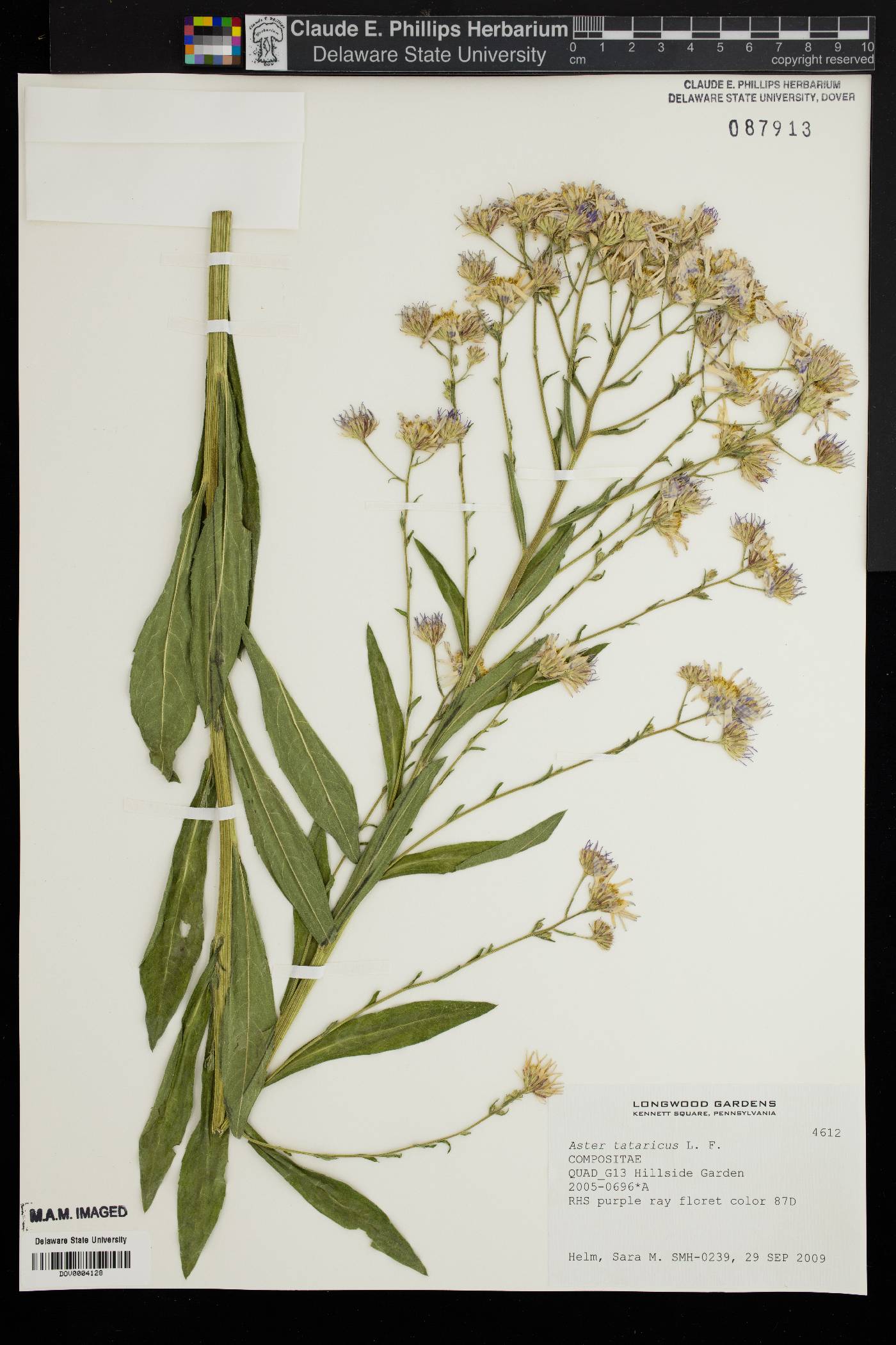 Aster tataricus image