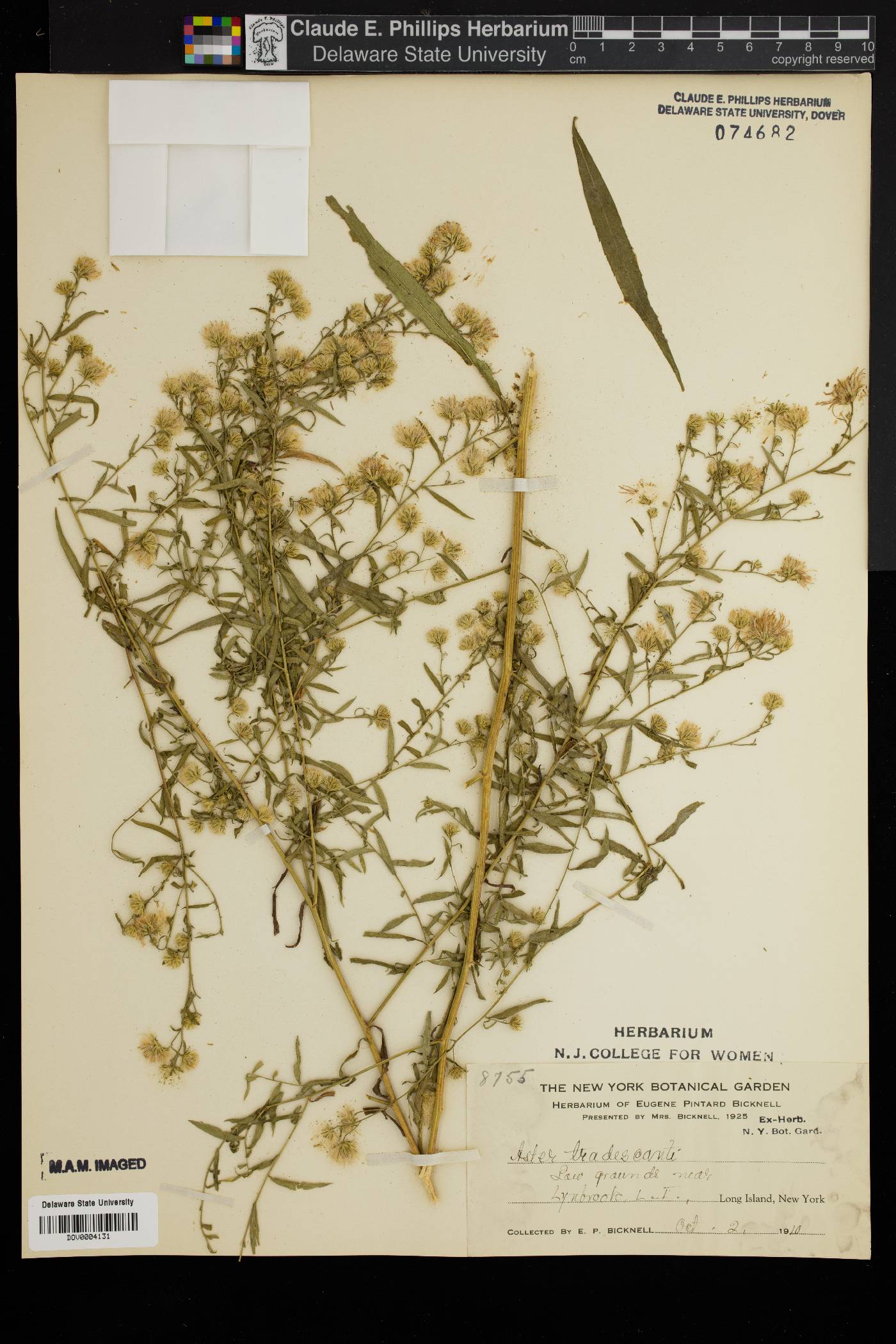 Symphyotrichum tradescantii image