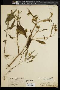 Bidens bidentoides image