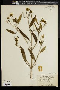 Bidens bidentoides image