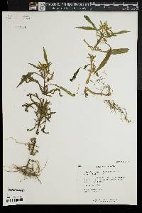 Bidens bidentoides image