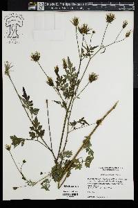 Bidens bipinnata image