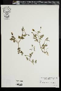 Bidens bipinnata image