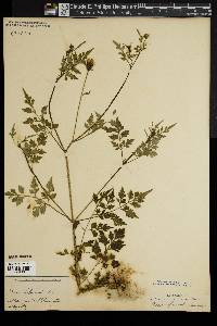 Bidens bipinnata image