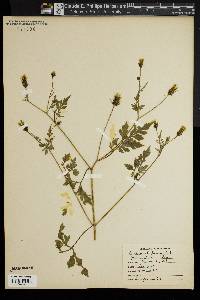 Bidens bipinnata image