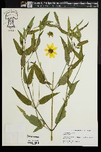 Bidens trichosperma image