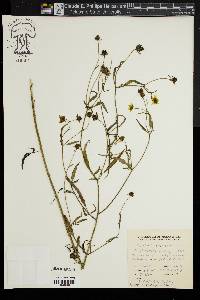 Bidens trichosperma image