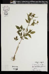 Bidens discoidea image