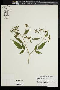 Bidens discoidea image