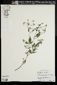 Bidens discoidea image